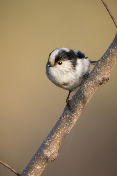 Pluizig "bolletje wol" aan de havenkant