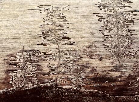 Japanse kunst door de letterzetter