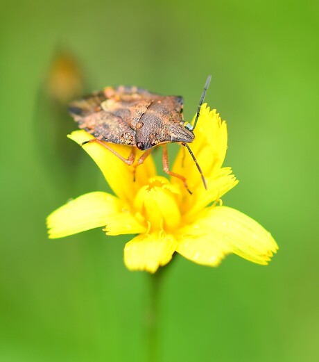 Genieten van de laatste bloemetjes