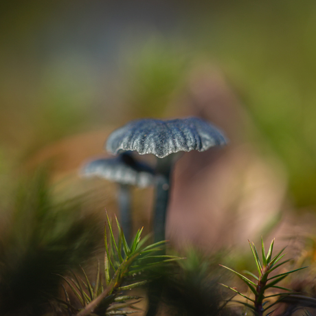 blauwgroen trechtertje