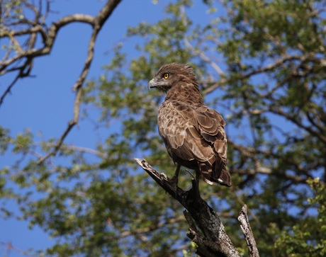 lesser spotted eagle