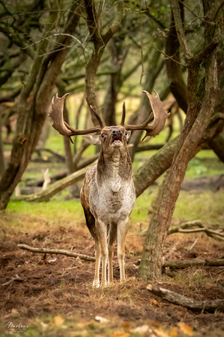 De hertenbronst - burlen