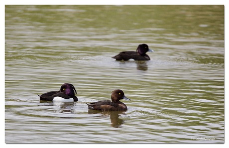 IK heb een oogje op je!!!