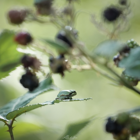 Boomkikker in zijn habitat