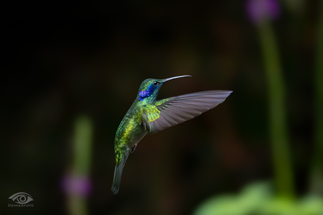 De Lesser Violetear (Colibri cyanotus)