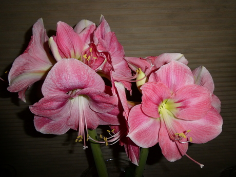 rose amaryllis