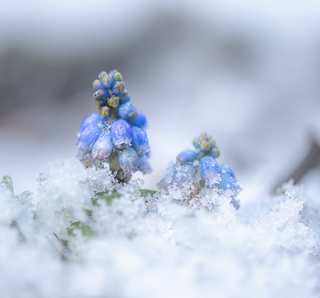 Voorjaar overwint de winter