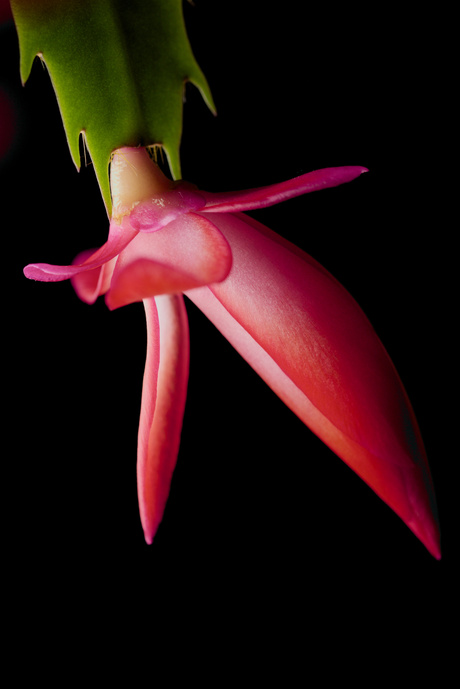 Bloem van lidcactus