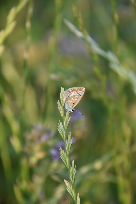 zomergevoel