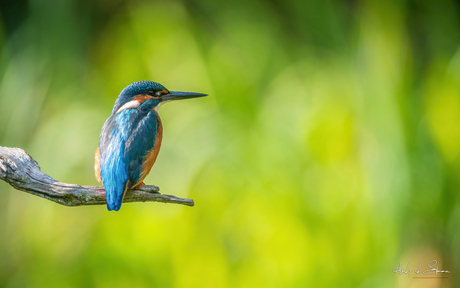 ijsvogel