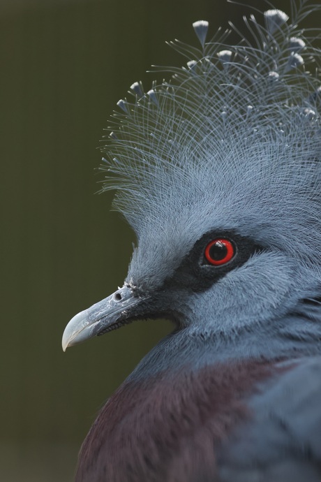 Portret van kroonduif