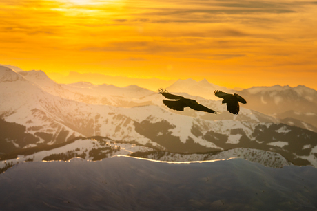 Raven hoog in de Franse alpen