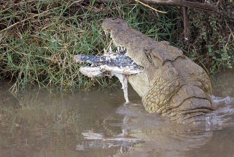 Krokodil eet Krokodil!