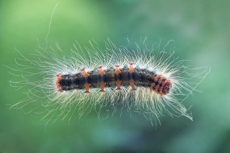 rups van de 'plakker'