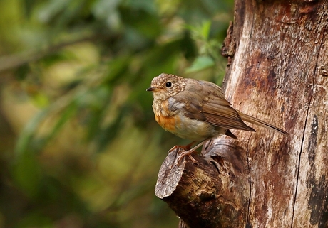 roodborst juveniel