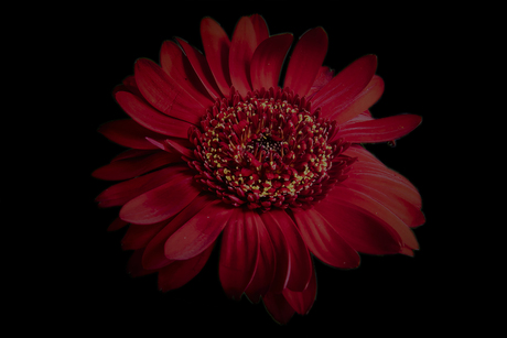 Gerbera