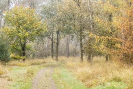 Herfstkleuren in het bos