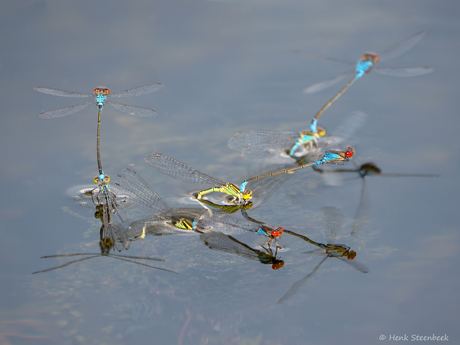 Het wordt steeds drukker