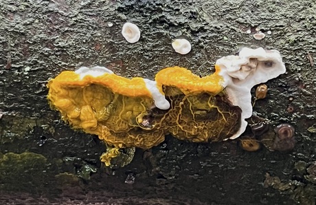 Plasmodium/grijzebuisjeszwam.