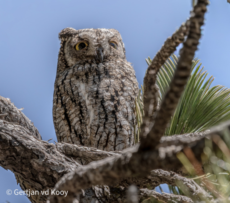 Cyprus dwergooruil
