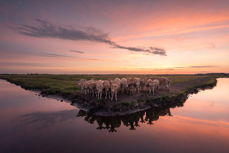 Cow Island 