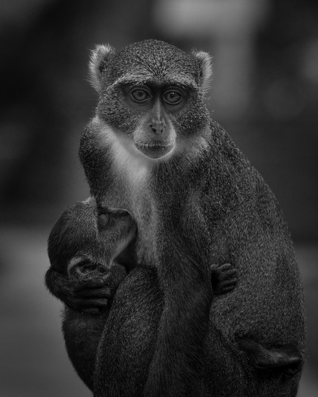 Aap met kleintje