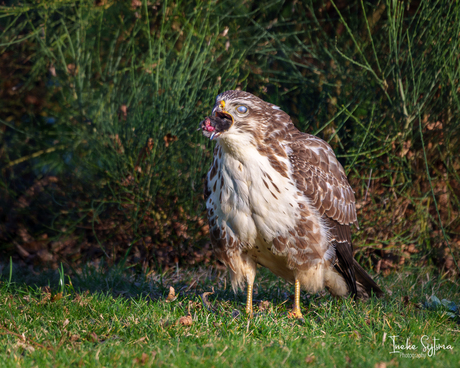 Buizerd geniet van mol