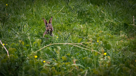 Wild konijn