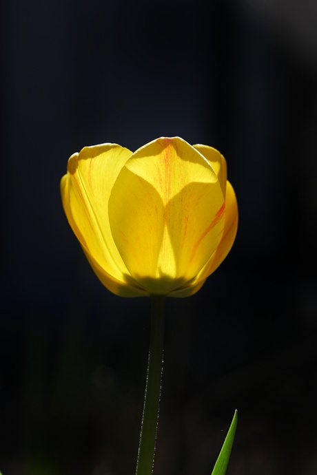 Een lichtende tulp 