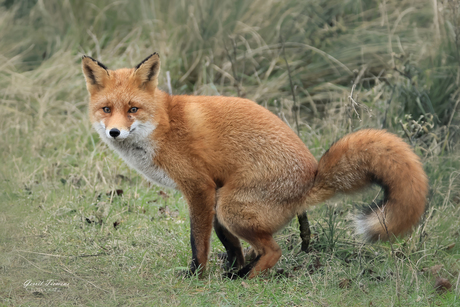 Natuurlijke Momenten