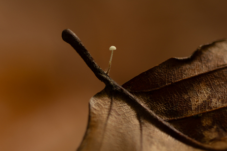 Paddenstoelenzoomdag 18 oktober 2025