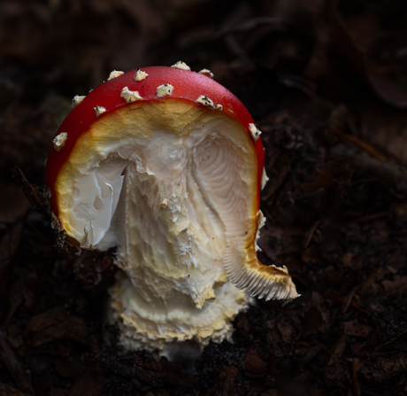 Uit de serie: de imperfecte paddenstoel