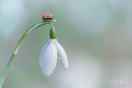 Lieveheersbeestje op sneeuwklokje