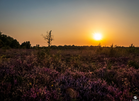 Heide 