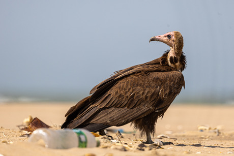 De schoonmakers van....