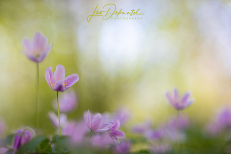 Anemone nemorosa