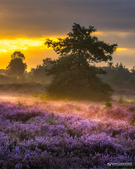 Golden Lights over the Heatherfields