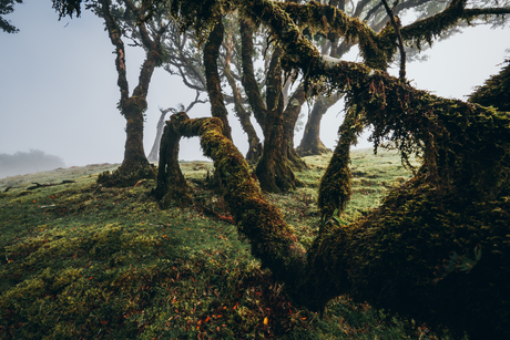 Fanal forest Madeira 