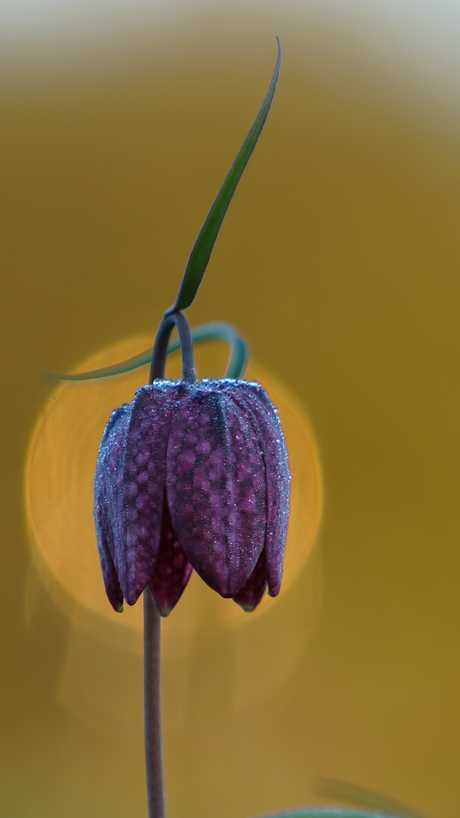 Kievitsbloem in de spotlight 