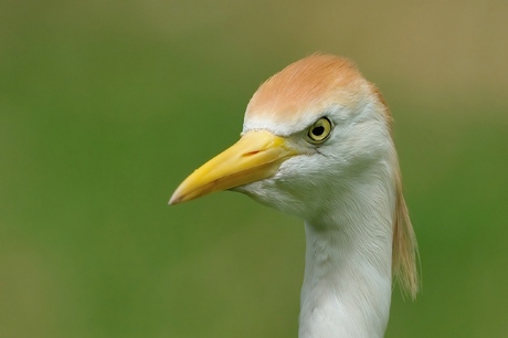 Koereiger enigszins uit zijn hum...