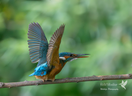 De IJsvogel.