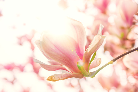 De "tulpenboom"