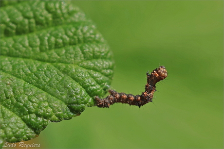 Perentak - Phigalia pilosaria