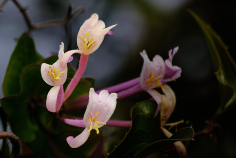 Lonicera implexa Mediterranean