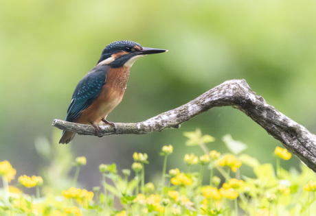 kingfisher
