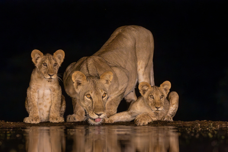 Een leeuwin met twee welpen bij een drinkplaats in de nacht