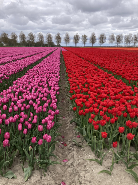 Knalkleuren