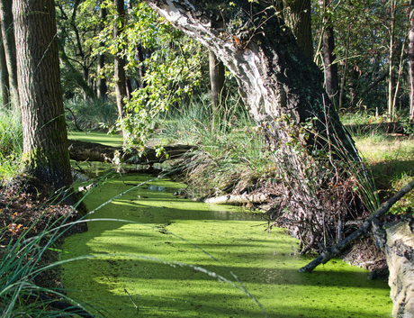 de groene Kampina