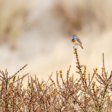 Blauwborstje in de duinen