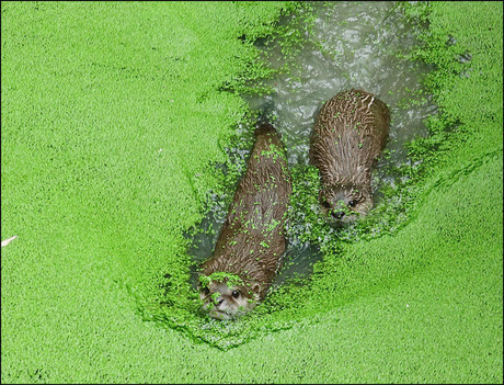 we dachten........................